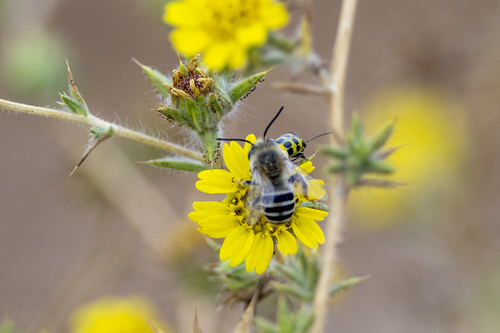 iNaturalist observation photo of Urbane Digger Bee