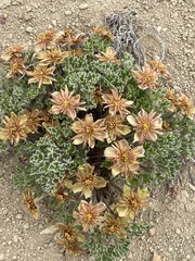Hamadryas delfinii