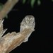 Southwestern Mediterranean Scops Owl - Photo (c) Thibaud Aronson, some rights reserved (CC BY-SA), uploaded by Thibaud Aronson