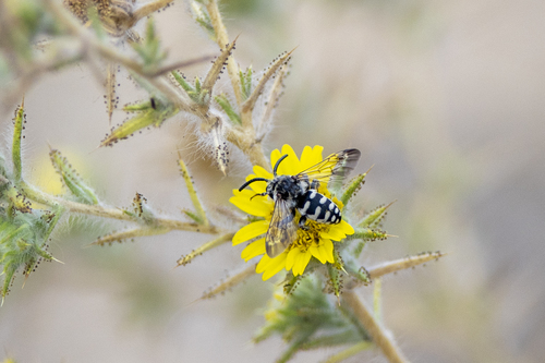 iNaturalist observation photo of California Digger-cuckoo Bee