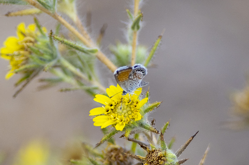 iNaturalist observation photo of Western Pygmy-Blue