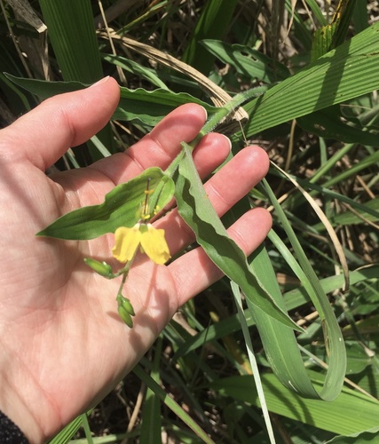 Clinging Aneilema
