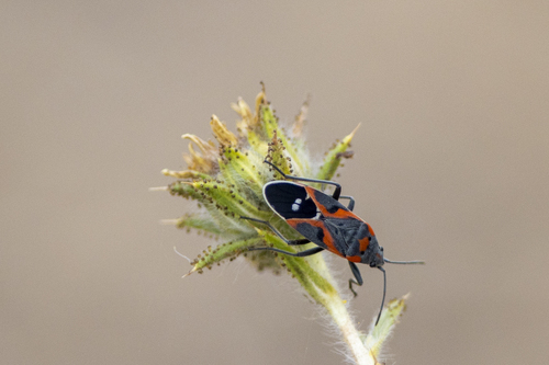 iNaturalist observation photo of Western Small Milkweed Bug