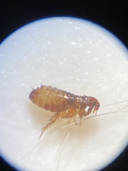 Pulicidae