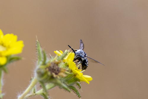 iNaturalist observation photo of California Digger-cuckoo Bee