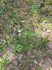 Chlorophytum saundersiae