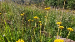 Helichrysum argyrophyllum