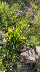 Helichrysum argyrophyllum