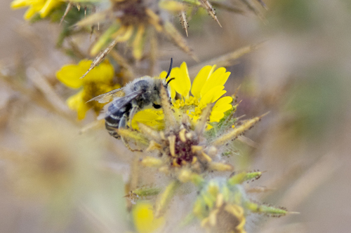 iNaturalist observation photo of Urbane Digger Bee