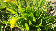 Helichrysum argyrophyllum