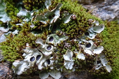Solorina saccata