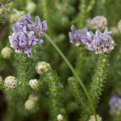 Aspalathus globulosa