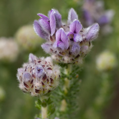 Aspalathus globulosa