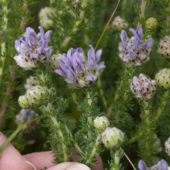 Aspalathus globulosa