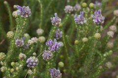 Aspalathus globulosa