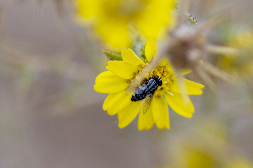 iNaturalist observation photo of Satellite Flies