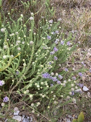 Aspalathus globulosa