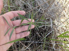 Eupatorium leucolepis