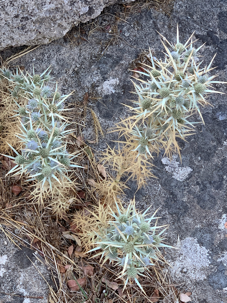 Ball Eryngo