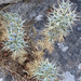 Eryngium glomeratum - Photo (c) Petroc ap Seisyllt, algunos derechos reservados (CC BY-NC), subido por Petroc ap Seisyllt
