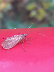 Chaetopterygini