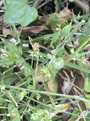 Dicliptera brachiata