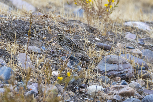 iNaturalist observation photo of Savannah Sparrow