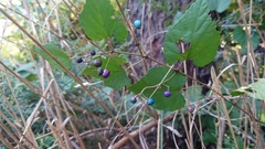 Ampelopsis glandulosa