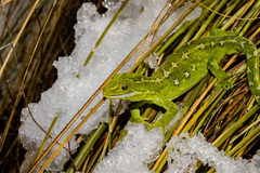 Naultinus gemmeus