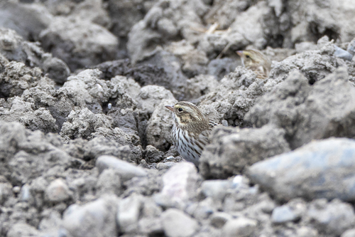iNaturalist observation photo of Savannah Sparrow