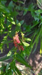 Acalypha punctata
