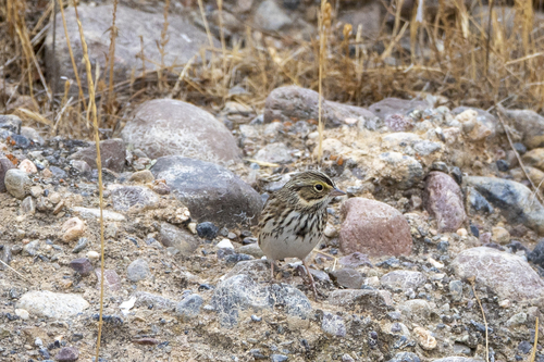 iNaturalist observation photo of Savannah Sparrow