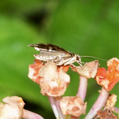 Hymeniini