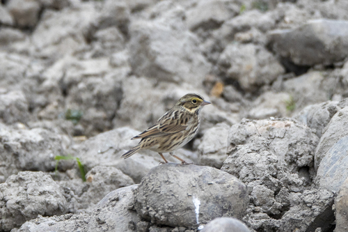 iNaturalist observation photo of Savannah Sparrow