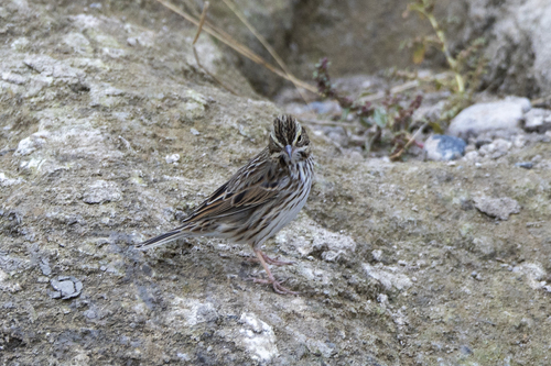 iNaturalist observation photo of Savannah Sparrow