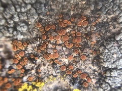 Rufoplaca arenaria