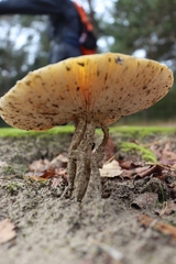 Fungi