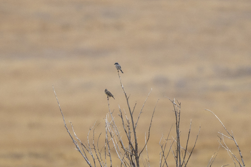 iNaturalist observation photo of Loggerhead Shrike