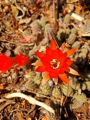 Lobivia silvestrii