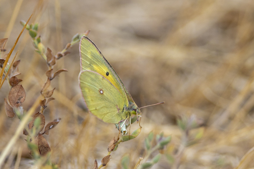 iNaturalist observation photo of Orange Sulphur