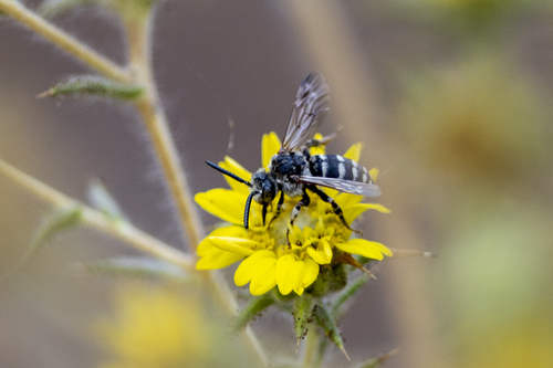 iNaturalist observation photo of California Digger-cuckoo Bee