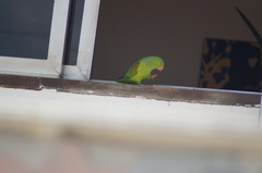 Brotogeris tirica