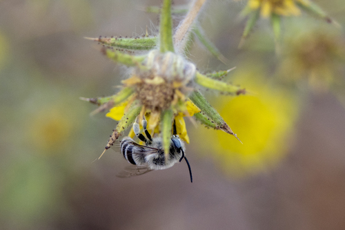 iNaturalist observation photo of Urbane Digger Bee