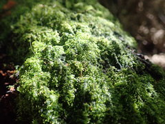 Zoopsis argentea