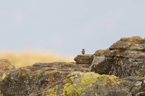 iNaturalist observation photo of Say's Phoebe