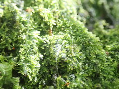 Zoopsis argentea