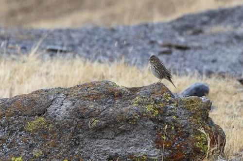 iNaturalist observation photo of Savannah Sparrow