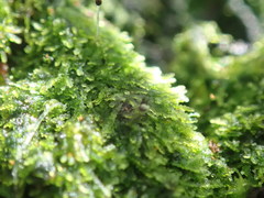 Zoopsis argentea