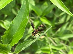 Physocephala sagittaria