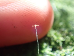 Zoopsis argentea